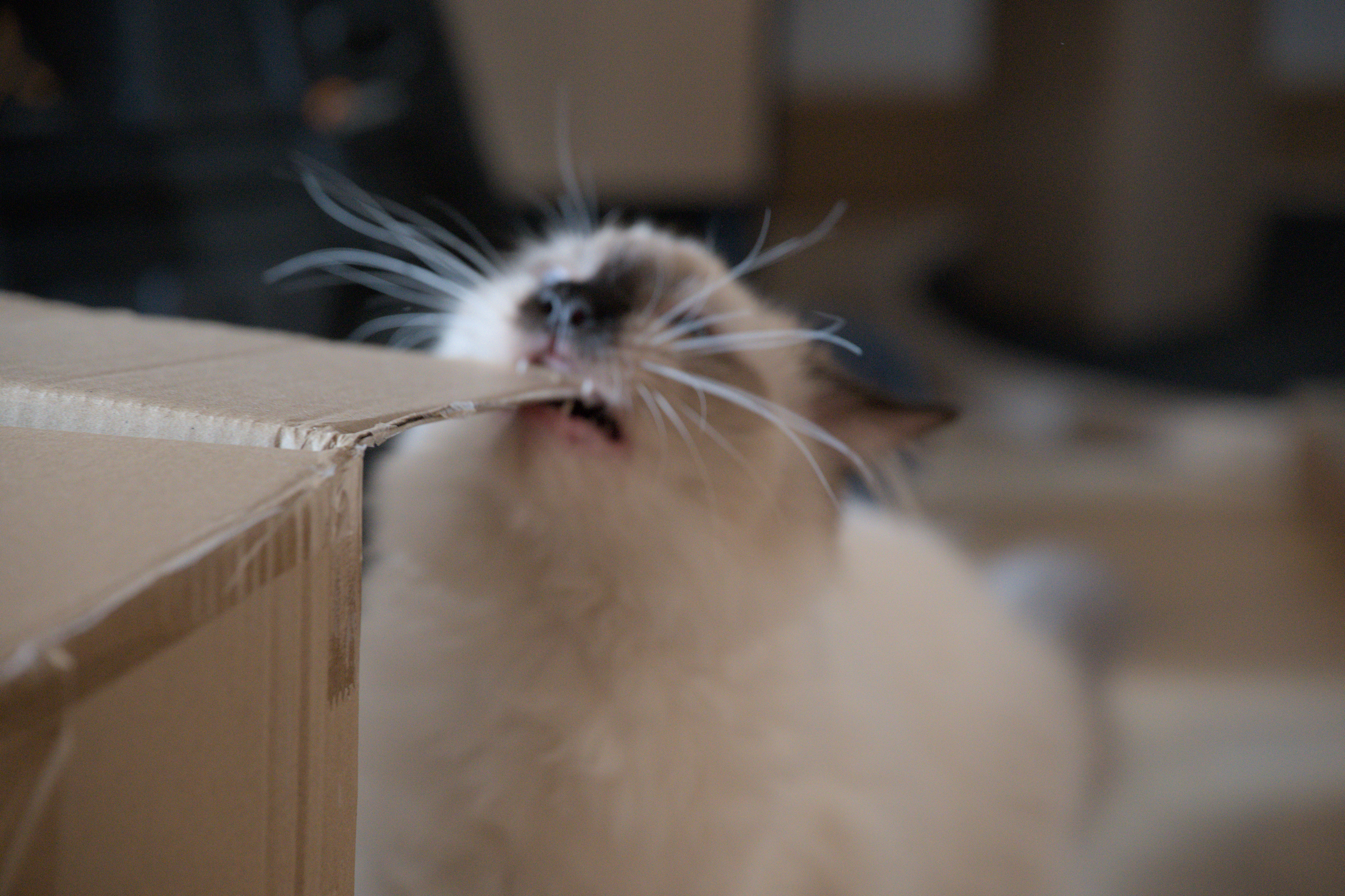 2025/10/12 - cats/DSC_0038.jpg